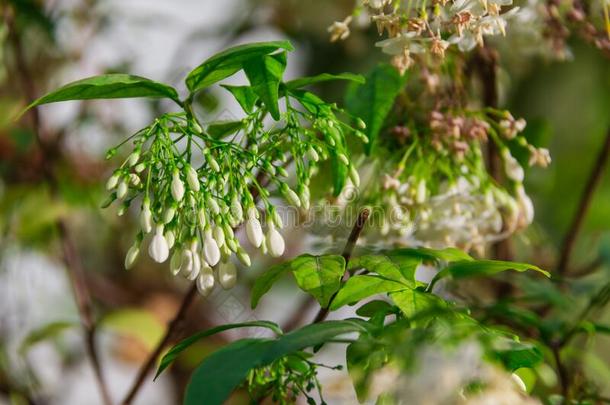 白色的花关于水茉莉向<strong>树枝</strong>和光留下<strong>阴影</strong>裁判员