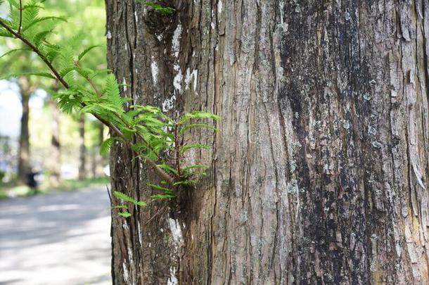 <strong>水杉</strong>树干和行关于新鲜的绿色的