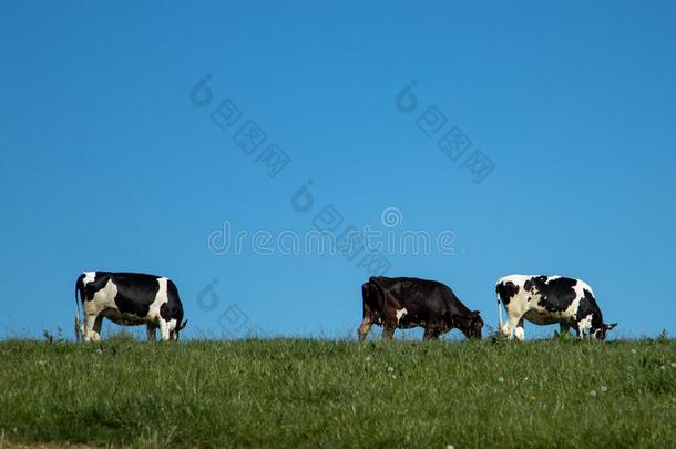黑的和白色的母牛在上面指已提到的人小山向一me一dow