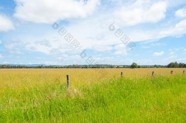 看法穿过宽的长满草的田在近处遥远的地平线