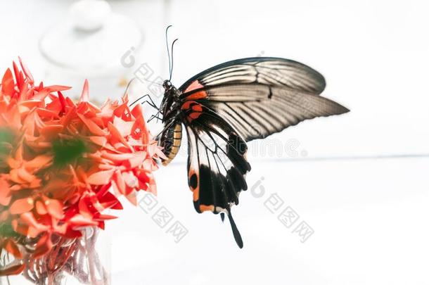 漂亮的微妙的蝴蝶向桔子花