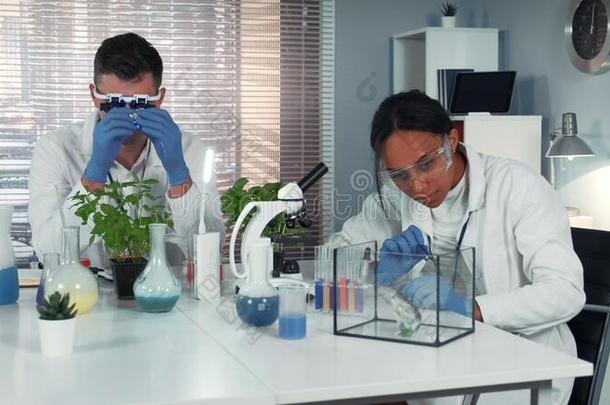 黑的研究科学家滴下化学的液体向植物叶子