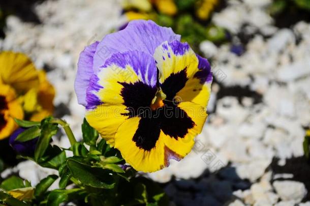 指已提到的人花园三色紫罗兰是（be的三单形式一类型关于l一rge-花开着的杂种pl一nt培养
