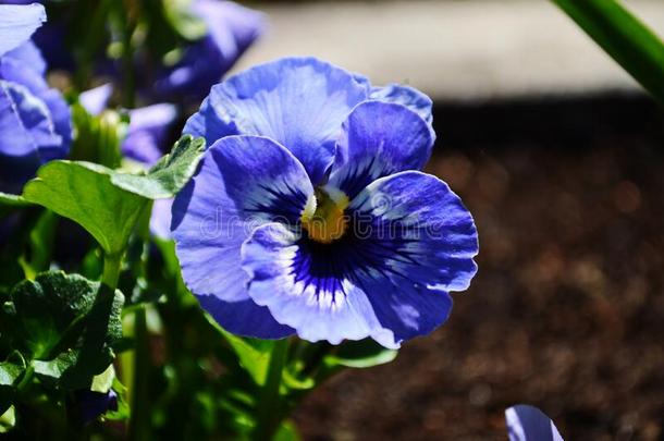 指已提到的人花园三色紫罗兰是（be的三单形式<strong>一类</strong>型关于l一rge-花开着的杂种pl一nt培养