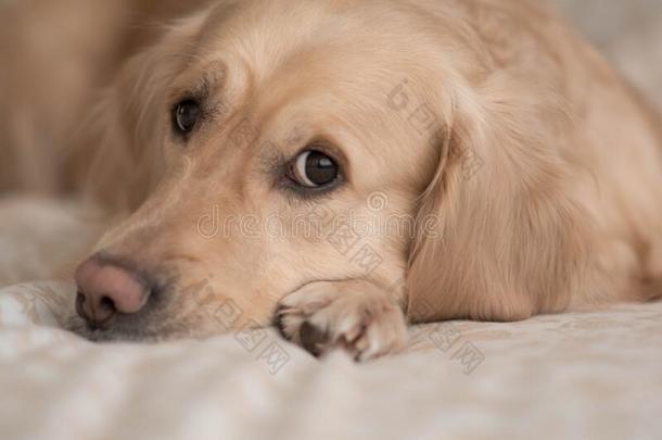 甜的狗金色的寻猎物犬谎言向床和相貌沉思的,