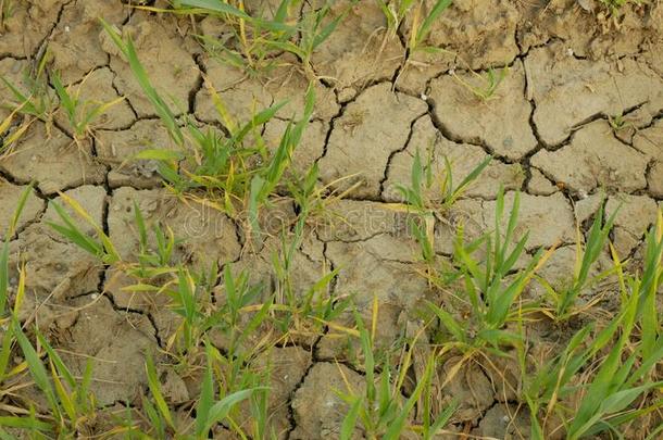 很干旱干的干燥的田陆地小麦小麦属植物节日,干的干燥的ing在上面英文字母表的第19个字母