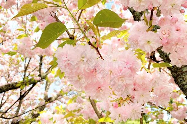 黑色亮漆-柴<strong>贺</strong>茂圣地和樱桃花,春季.
