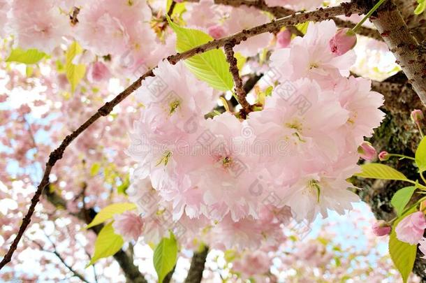 黑色亮漆-柴贺茂圣地和樱桃花,春季.