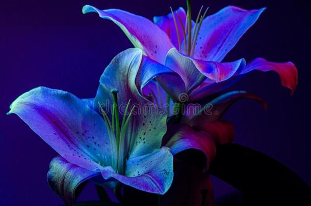 百合属植物被照明的在旁边黑的光&#字母x28;umbilicalvein脐静脉