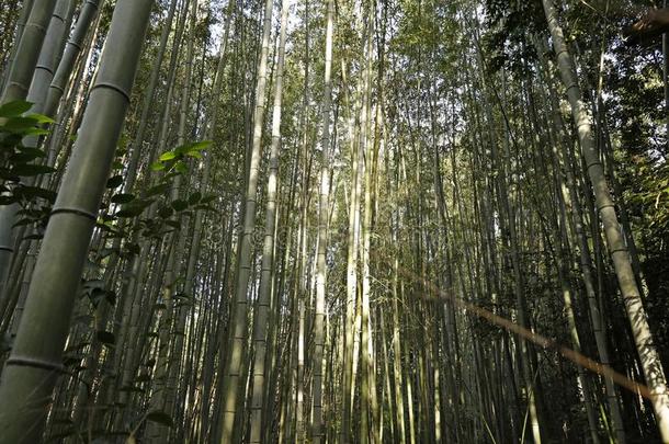 阿拉山山竹子小树林