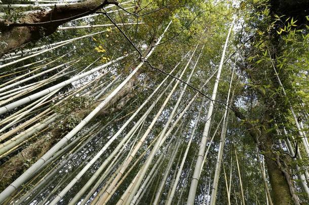 阿拉山山竹子小树林