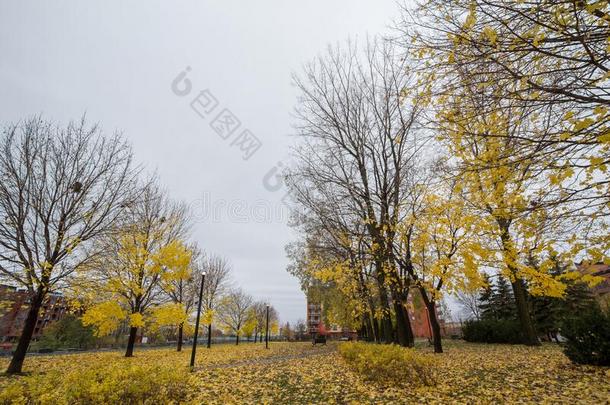秋树和黄色的树叶采用落下采用一p一rk关于小的捻