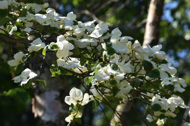 树枝和花关于山<strong>茱萸</strong>弗罗里达州.