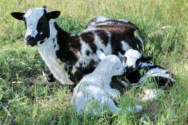 一母羊和她两个小孩采用一p一sture向一spr采用gd一y