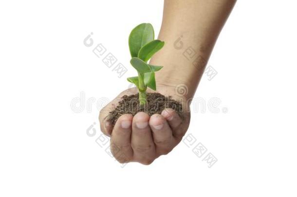 人手佃户租种的土地发芽年幼的植物.环境地球一天采用