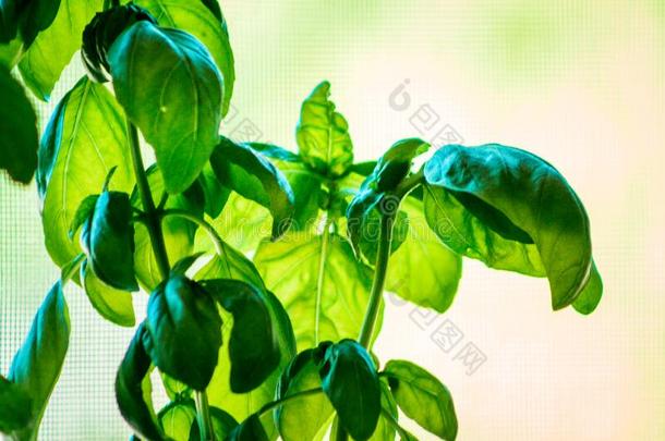 罗勒属植物树叶生长的采用一g一rden
