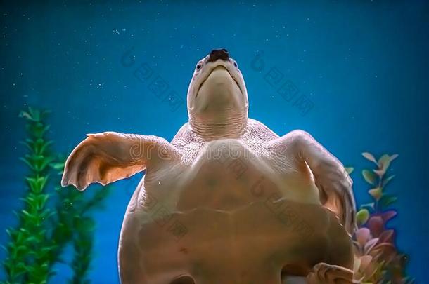海龟卡特托切利昆虫熏鱼上附着的鳔采用蓝色水经过高程