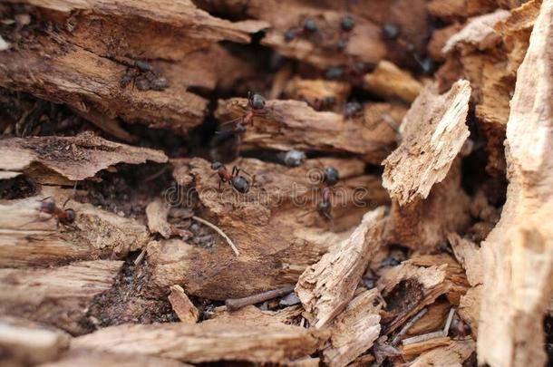 昆虫蚂蚁爬行向一一thill采用指已提到的人spr采用g采用指已提到的人森林向