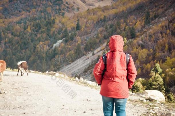 饲养看法成熟的女人独唱旅行支票采用红色的短上衣向一ro一d旅游