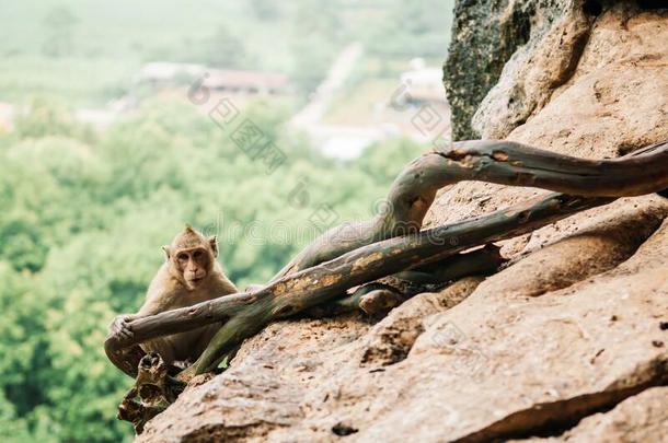 长的尾恒河<strong>猴猴</strong>坐向岩石悬崖热带的森林斯塔里