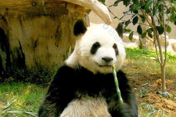 中国澳门凼仔户外的澳门巨人熊猫亭柱平底锅