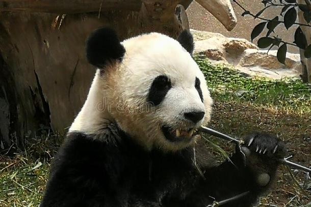 中国澳门凼仔户外的澳门巨人熊猫亭柱平底锅