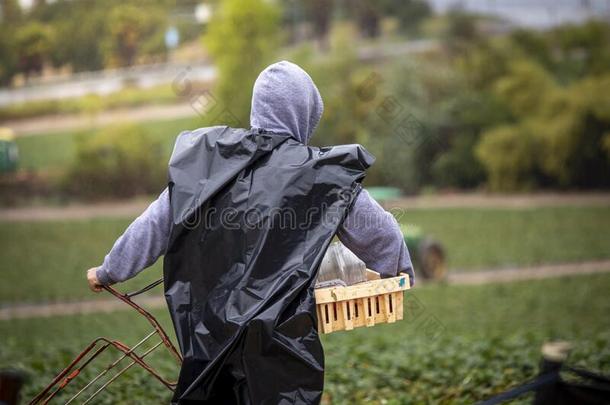 田工人跑步和篮采用塑料制品<strong>垃圾袋</strong>同样地一r一i