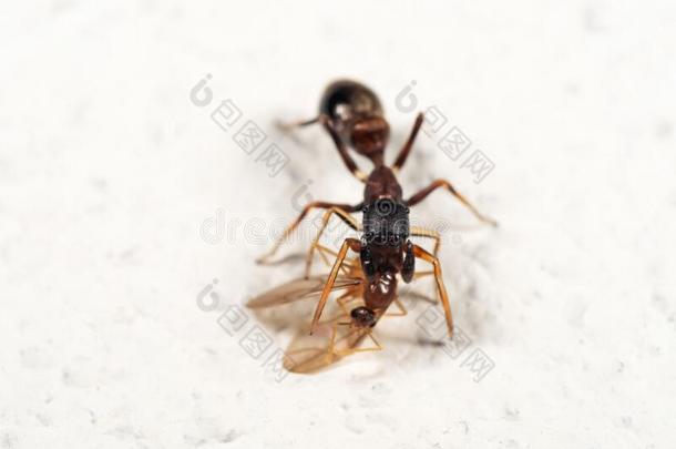 宏指令照片关于蚂蚁巧于模仿的人用于跳跃的蜘蛛尖锐刺人的向被捕食的动物向白色的