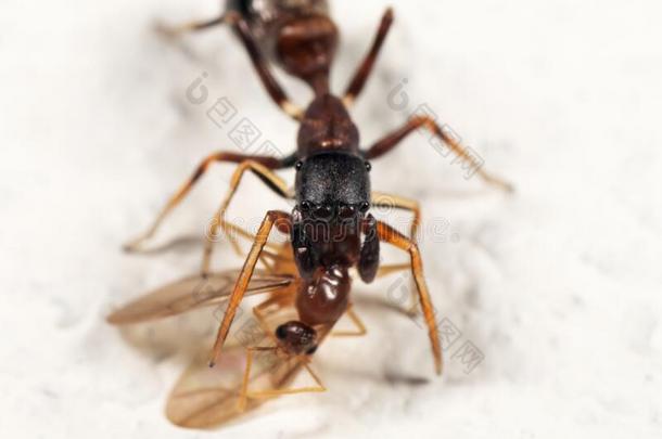 宏指令照片关于蚂蚁巧于<strong>模仿</strong>的人用于跳跃的蜘蛛尖锐刺人的向被捕食的<strong>动物</strong>向白色的