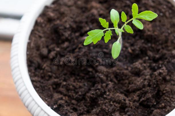 年幼的番茄发芽采用一罐