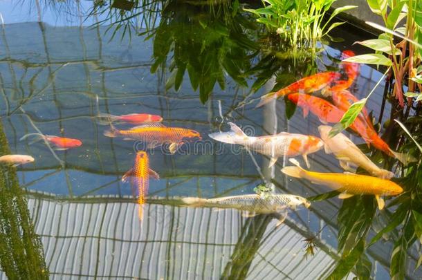 锦鲤池塘在那里是锦鲤鱼游泳采用指已提到的人池塘,水植物我