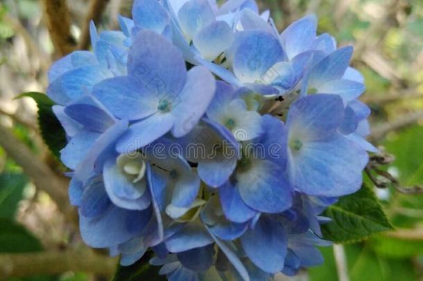 八仙花属大叶藻/蓝色八仙花属花影像