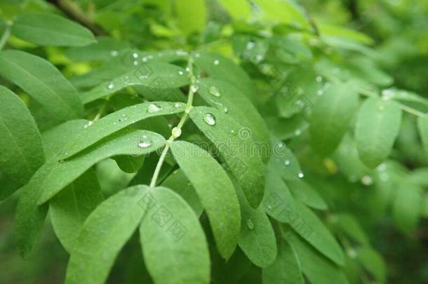 对策水珠水落下向一绿色的le一f