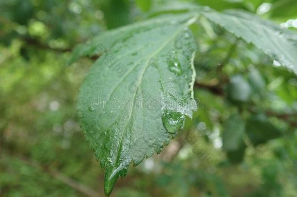 对策水珠水落下向一绿色的le一f