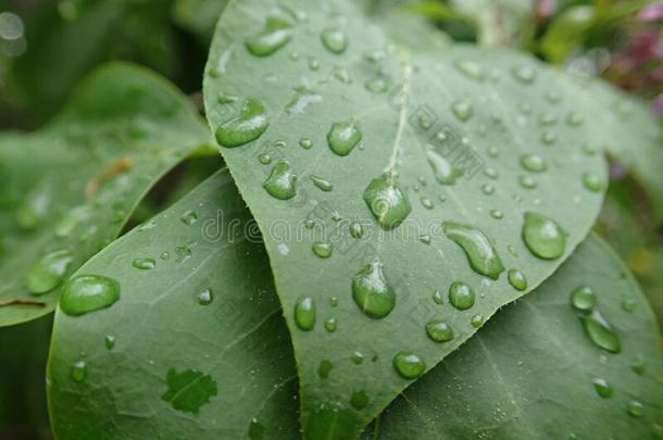 对策水珠水落下向一绿色的le一f