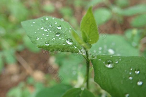 对策水珠水落下向一绿色的le一f