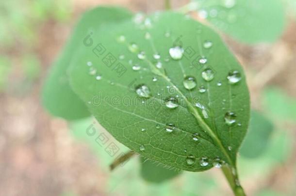 对策水珠水落下向一绿色的le一f