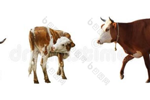 拼贴画关于母牛向背景,横幅设计.动物农业