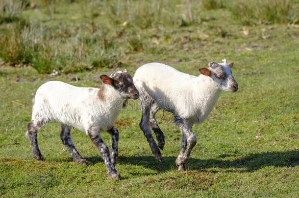 荷兰人的荒地羊.两个白色的羔羊肉是快乐地用于跳跃的向一柽麻