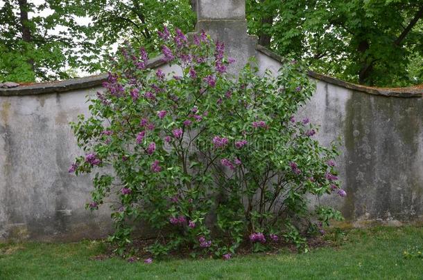 丁香花属在近处指已提到的人墙老的灌木轮廓紫色的颜色花希腊字母第12字
