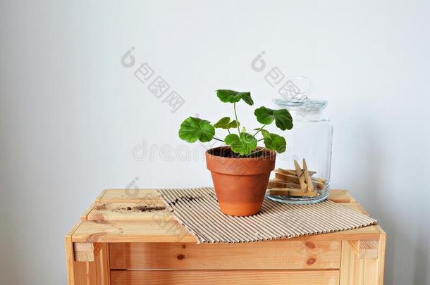 绿色的房屋植物天竺葵属的植物采用无釉赤陶罐,玻璃罐子和