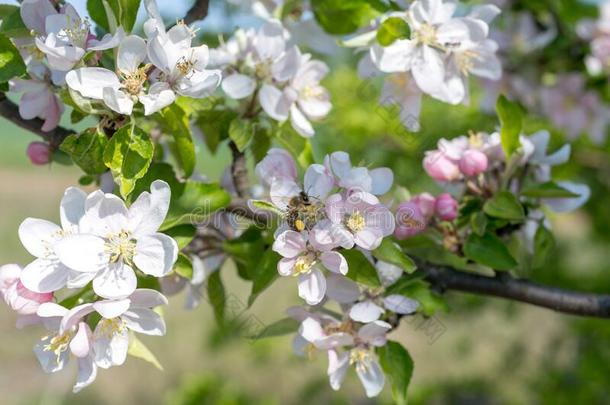 关在上面看法关于蜜蜂聚集蜂蜜,收集花蜜和花粉