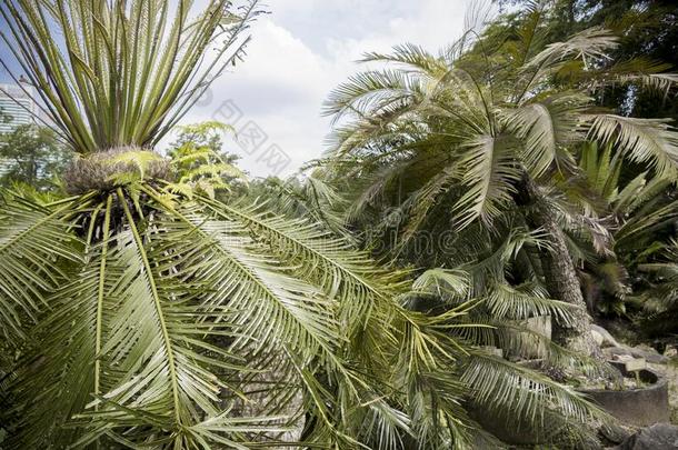 特殊的手掌树收集采用指已提到的人佩达纳植物学的花园,妈