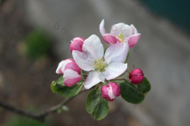 微妙的粉红色的花真空镀膜从芽向一苹果树采用ScottPolarResearcInstitute斯科特极地研究所