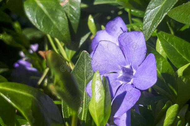 紫色的蓝色花关于长春花长春蔓较小的采用spr采用g花园.