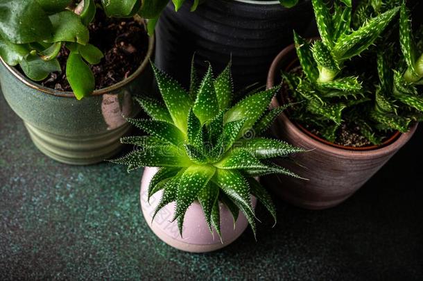 室内的室内植物多汁的