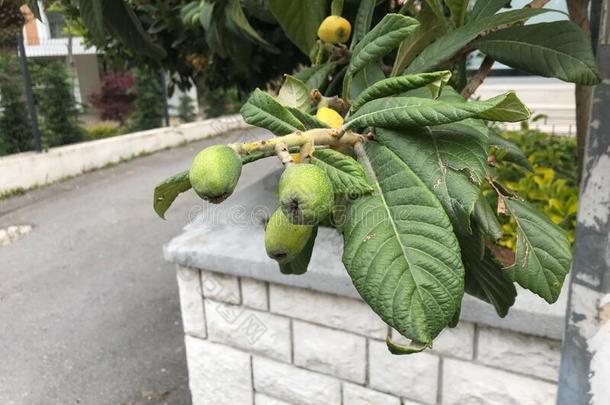 不成熟的绿色的枇杷枇杷属日本产植物向枇杷树枇杷