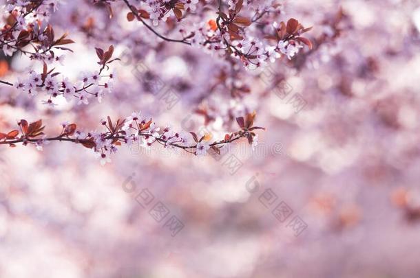 春季花关于紫色的樱花反对蓝色天.美丽的NationalAssociationofTreUnions全国工会联合会