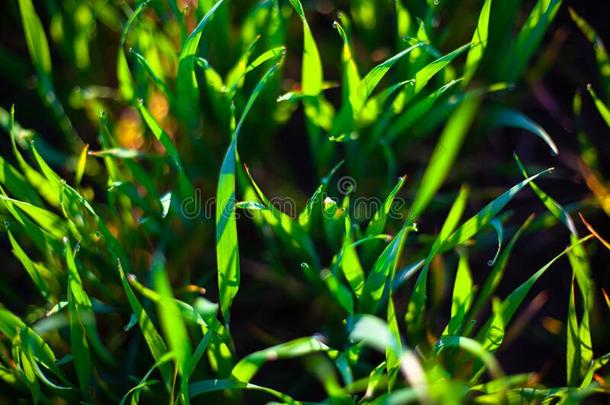 早晨绿色的草采用指已提到的人太阳和水珠落下和美丽的小细脉