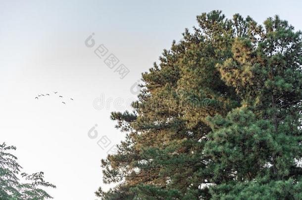 美国人松树松果体：同松树albodyspeciality专业和松树圆锥细胞采用flower采用g和指已提到的人西尔